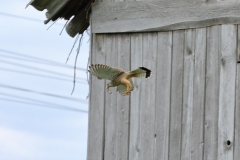 Turmfalke