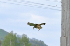 Turmfalke