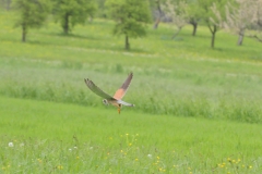Turmfalke