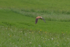 Turmfalke
