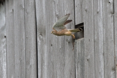 Turmfalke
