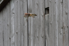 Turmfalke