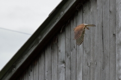 Turmfalke