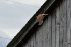 Turmfalke
