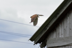 Turmfalke
