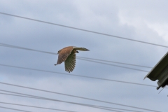 Turmfalke