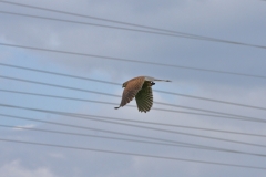 Turmfalke
