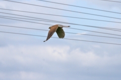Turmfalke