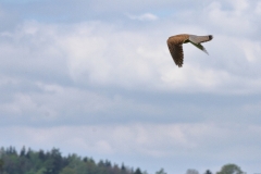Turmfalke