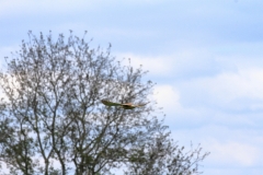 Turmfalke