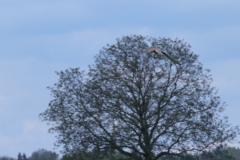 Turmfalke