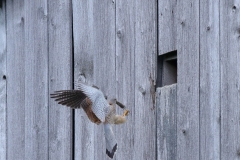 Turmfalke