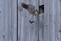 Turmfalke