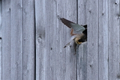 Turmfalke