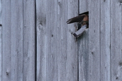 Turmfalke