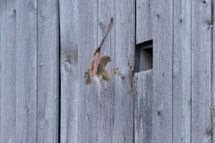 Turmfalke