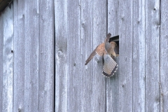 Turmfalke