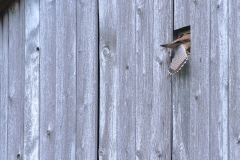 Turmfalke