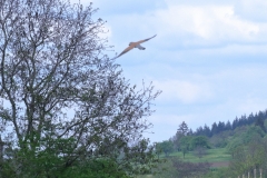 Turmfalke
