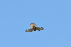 Turmfalke über Pfullingen
