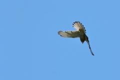 Turmfalke über Pfullingen