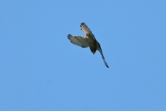 Turmfalke über Pfullingen