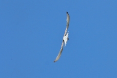 Turmfalke über Pfullingen