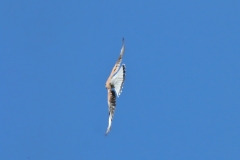 Turmfalke über Pfullingen