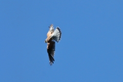 Turmfalke über Pfullingen
