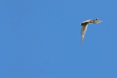 Turmfalke über Pfullingen