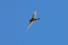 Turmfalke über Pfullingen