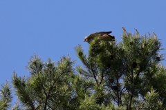 Turmfalke über Pfullingen