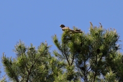 Turmfalke über Pfullingen