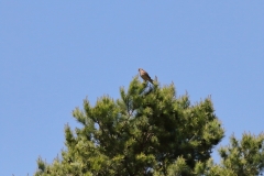 Turmfalke über Pfullingen