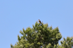 Turmfalke über Pfullingen