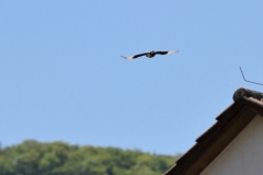 Turmfalke über Pfullingen