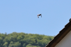 Turmfalke über Pfullingen