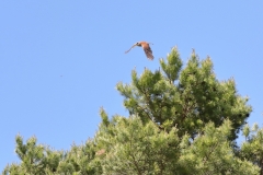 Turmfalke über Pfullingen