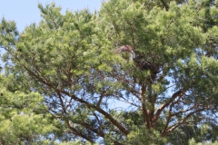 Turmfalke über Pfullingen