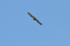 Turmfalke über Pfullingen