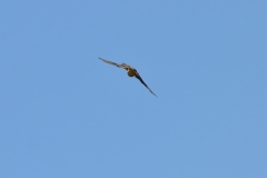 Turmfalke über Pfullingen