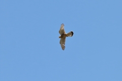 Turmfalke über Pfullingen