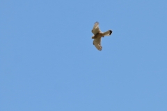 Turmfalke über Pfullingen
