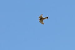 Turmfalke über Pfullingen