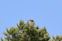 Turmfalke über Pfullingen