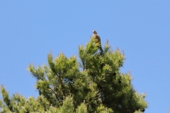 Turmfalke über Pfullingen