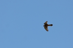 Turmfalke über Pfullingen