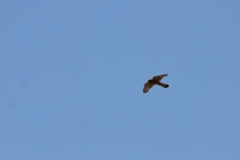 Turmfalke über Pfullingen