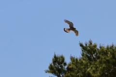 Turmfalke über Pfullingen
