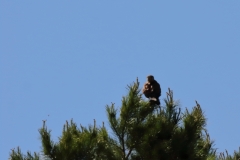 Turmfalke über Pfullingen